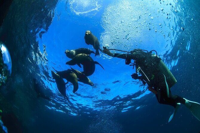 Los Cabos 1 tank dive to Land’s End (Certified Divers) - Gear, rentals, and what the included tank actually means