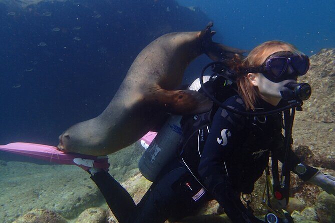 Los Cabos 2 tanks dive to The Corridor (Certified divers) - Getting there and staying comfortable: where the day starts