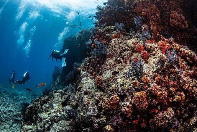 Los Cabos 2 tanks dive to The Corridor (Certified divers) - Who should book this (and who should think twice)