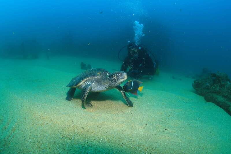 Los Cabos 3-Hour Certified Scuba Diving Tour - Key things I’d plan for before you go