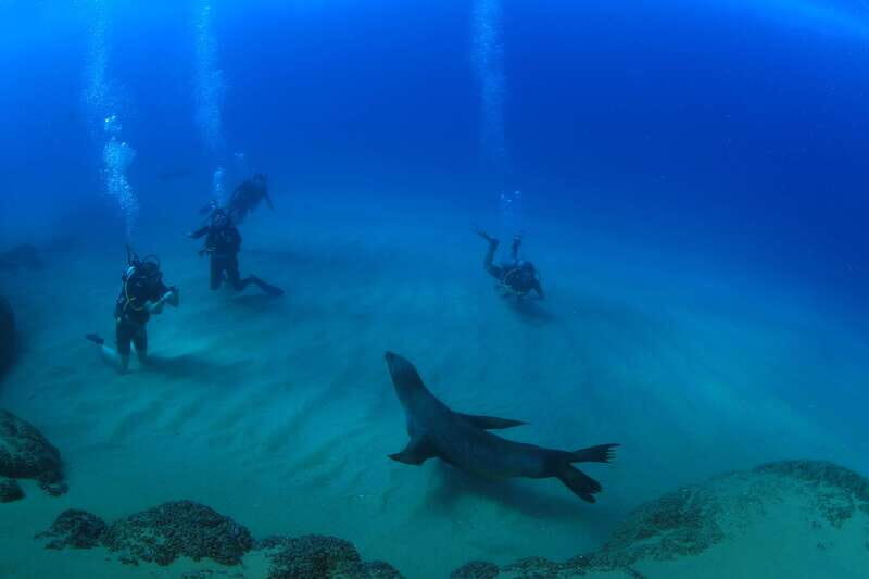 Los Cabos 3-Hour Certified Scuba Diving Tour - Getting to Cabo’s Marine Playground: Pickup and the Van Ride