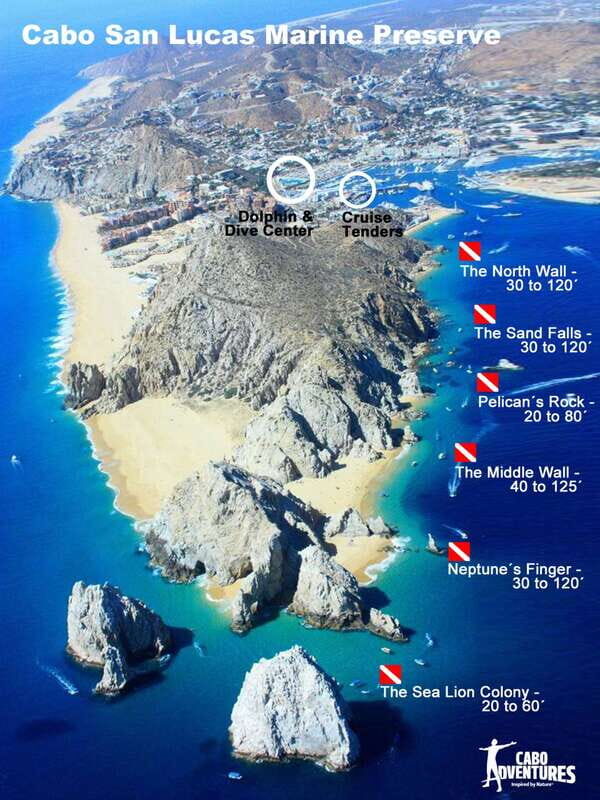 Los Cabos 3-Hour Certified Scuba Diving Tour - Wildlife Encounters: From Eels to Turtles (and How to Spot Them)