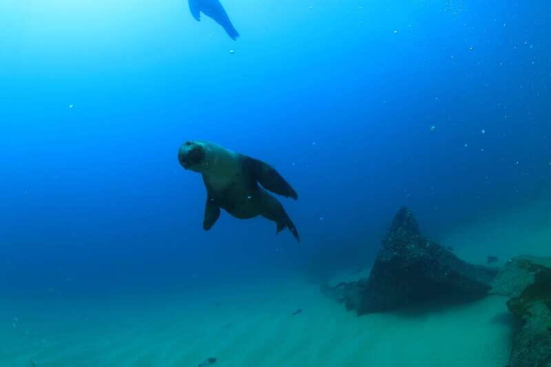 Los Cabos 3-Hour Certified Scuba Diving Tour - Gear, Fees, and the Stuff You Need to Bring