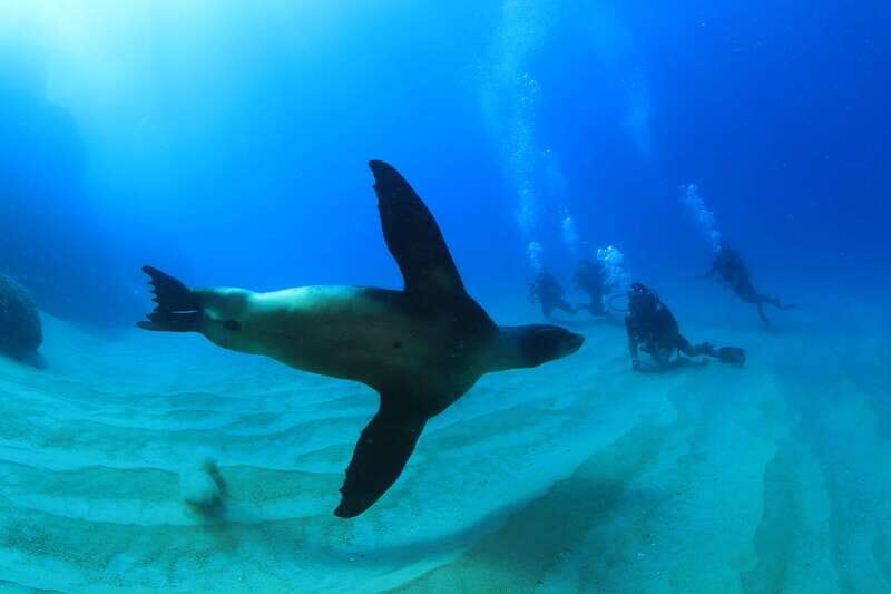 Los Cabos 3-Hour Certified Scuba Diving Tour - Price and Value: What $129 Really Buys You