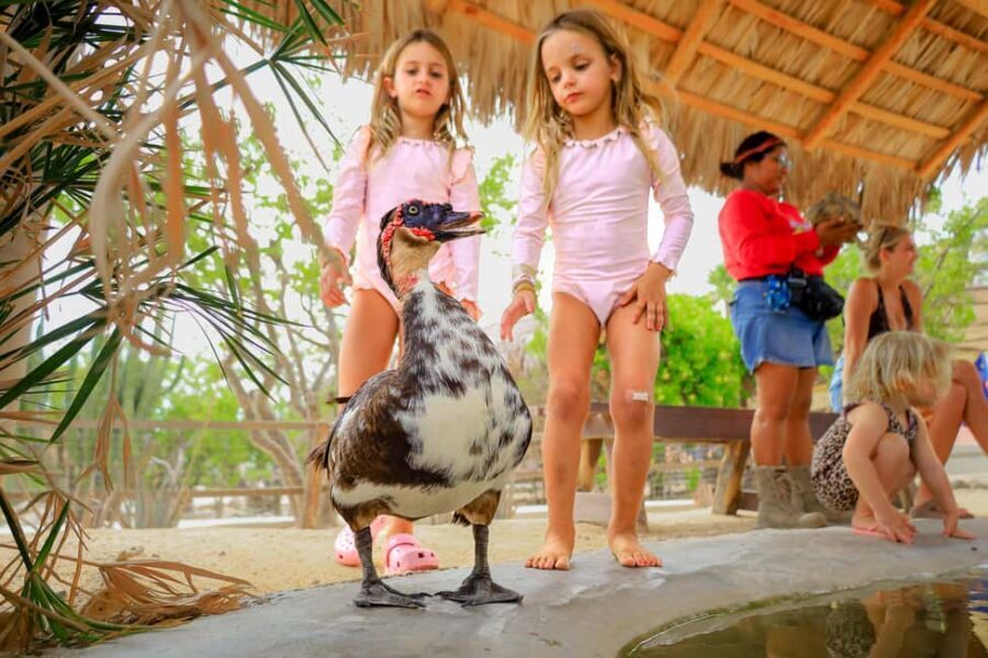 Los Cabos: Animal Encounter & Aqua Park Adventure - The 4-Hour Flow: Pickup, Guided Animal Time, Then Bridge and Swimming