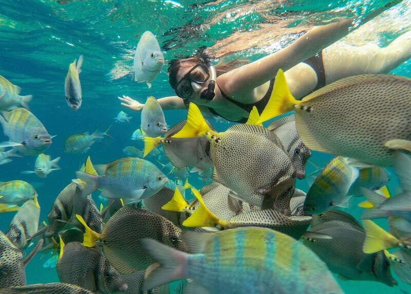 Los Cabos Arch & Lover’s Beach Tour + Snorkeling Tour - Pelican Rock Snorkeling: How the Hour Works and What You Might See