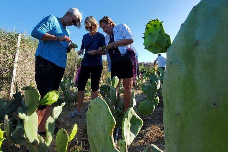 Los Cabos: Azteca Cactus Taco Farm to Table Cooking Class - Nopal Harvest Class: Turning Prickly Cactus into Taco Ingredients