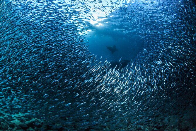 Los Cabos Beginner Scuba Dive Experience - Equipment, snacks, and the comfort basics that reduce stress