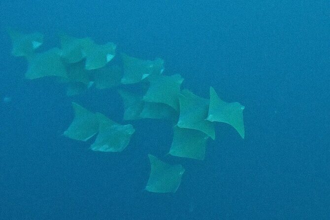 Los Cabos Beginner Scuba Dive Experience - Getting there: Sunrider’s marina area and an Uber-friendly tip
