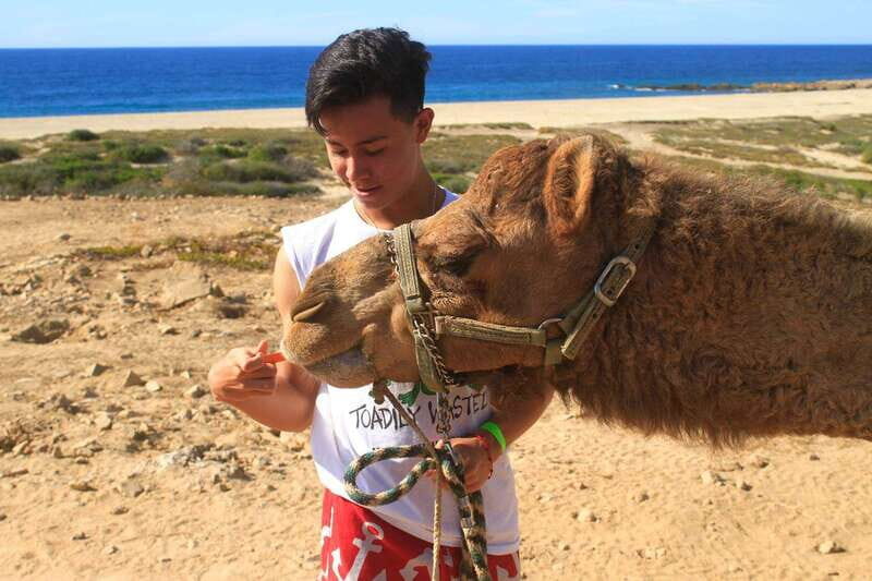 Los Cabos: Camel Ride Safari with Lunch and Tequila Tasting - Key highlights you’ll actually care about