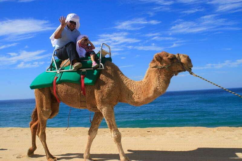 Los Cabos: Camel Ride Safari with Lunch and Tequila Tasting - Small Group Size and Transport: Why It Feels More Like a Tour