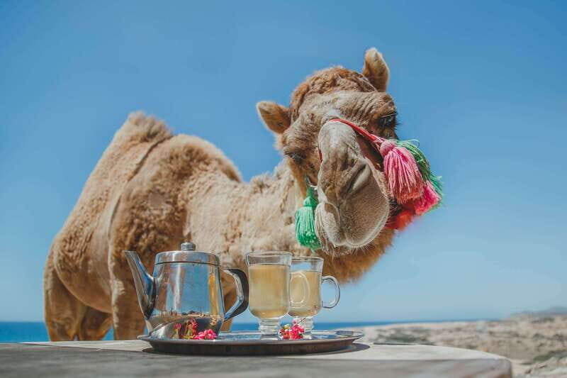 Los Cabos: Camel Ride Safari with Lunch and Tequila Tasting - Getting Picked Up in Cabo San Lucas or San José del Cabo