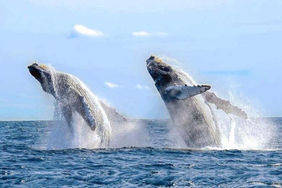 Los Cabos: Catamaran Whale Watching Cruise - Key things to know before you go