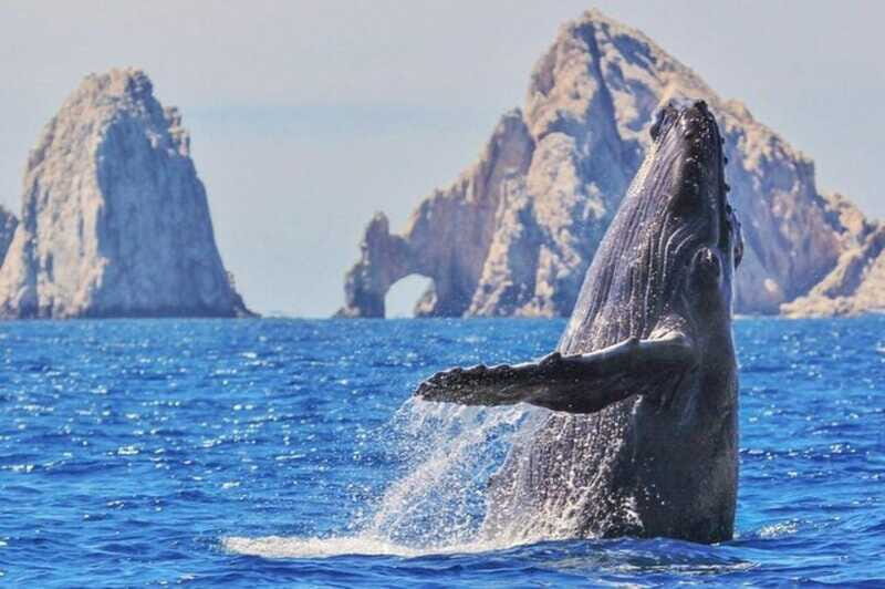 Los Cabos: Catamaran Whale Watching Cruise - Gray, humpback, and blue whales: what to look for on the water