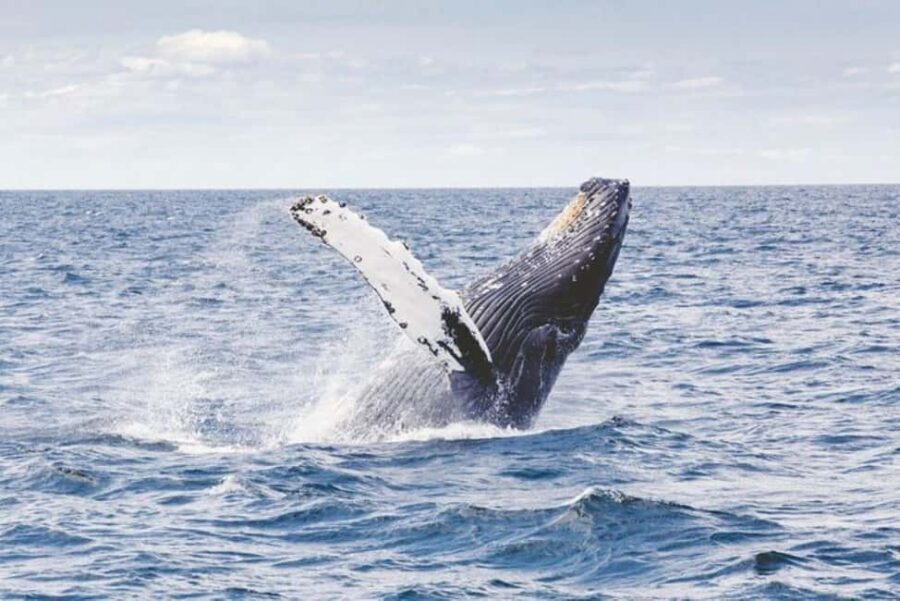 Los Cabos: Catamaran Whale Watching Cruise - Cabo San Lucas views: the Arch and coastline from the sea
