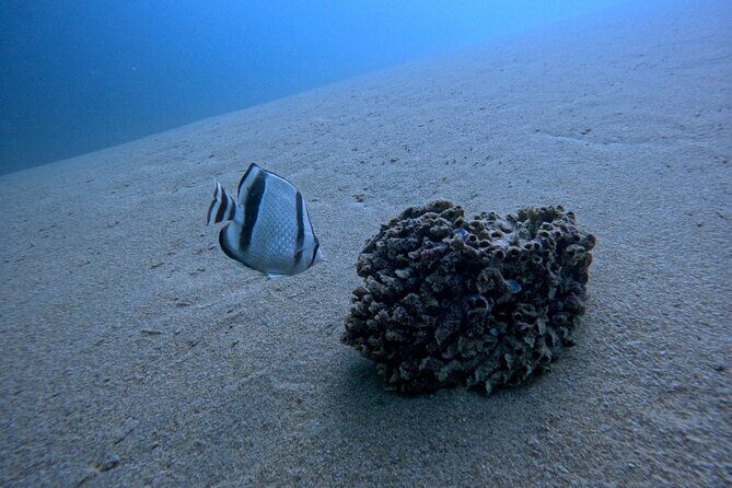Los Cabos Open Water Diver Course - Who this course suits best (and who should consider alternatives)