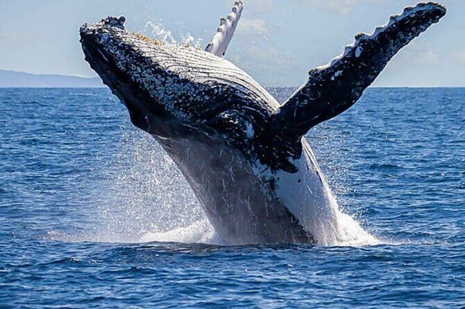 Los Cabos Private Yacht Whale Watching & Drinks - Up to 18 Guests - Meeting at C Dock: How Not to Lose Your Time