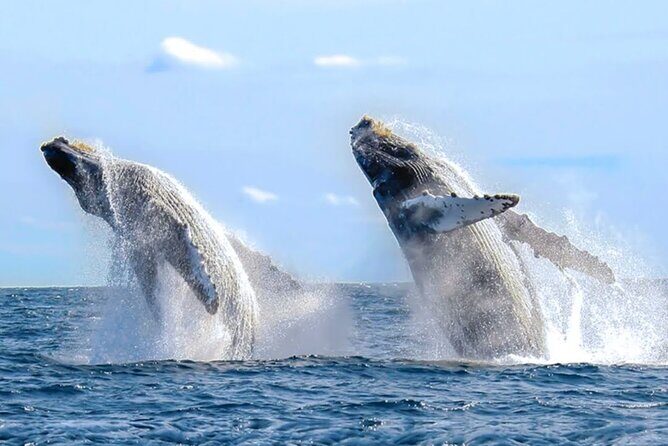 Los Cabos Private Yacht Whale Watching & Drinks - Up to 18 Guests - Whale Watching During Mating Season: What You Can Expect on the Water