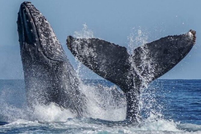 Los Cabos Private Yacht Whale Watching & Drinks - Up to 18 Guests - Drinks and Comfort: Small Details That Change the Day