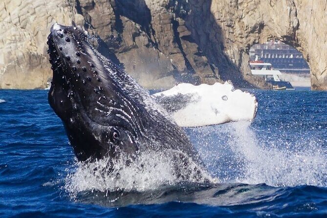 Los Cabos Private Yacht Whale Watching & Drinks - Up to 18 Guests - Price and Value: When $899 Makes Sense