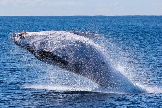 Los Cabos Private Yacht Whale Watching & Drinks - Up to 18 Guests - Who This Yacht Whale-Watching Trip Fits Best
