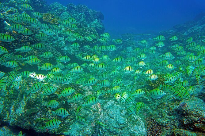 Los Cabos Snorkeling Tour by Speed Boat with Photos Included - The boat ride circuit: The Arch, Lands’ End, Lovers Beach, Sea Lion Colony