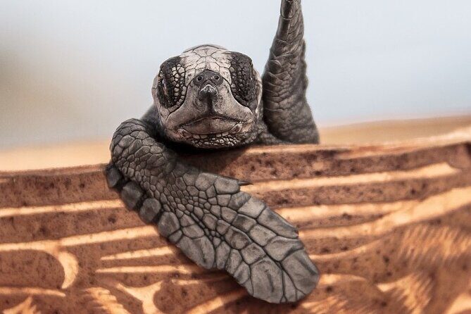 Los Cabos turtle release conservation program - How The Cabo Turtle Release Program Works (and Why It’s a Sunset Tour)