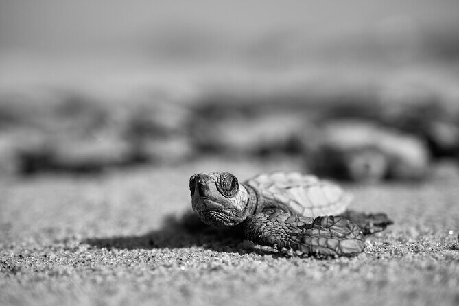 Los Cabos turtle release conservation program - Comfort and Practical Tips: Bathrooms, Snacks, and What to Wear