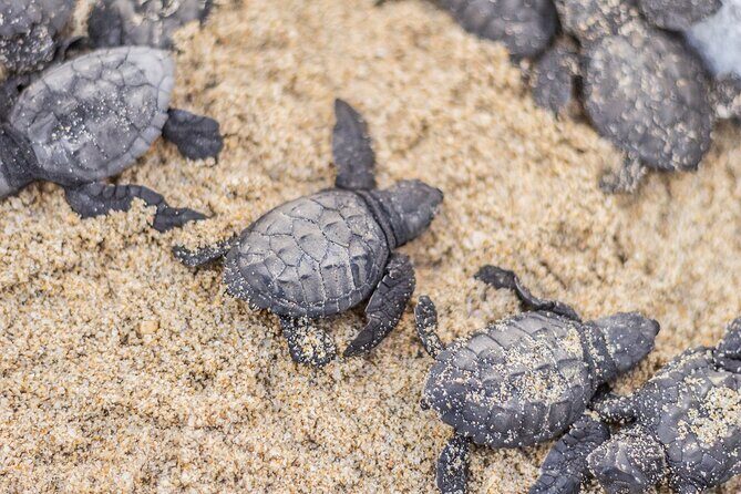 Los Cabos turtle release conservation program - Who Should Book This Los Cabos Turtle Release Tour (and Who Might Prefer Another Plan)