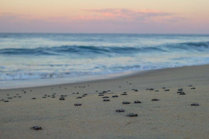 Los Cabos turtle release conservation program - Cancellation Reality: Weather, Minimums, and the Hatchling Factor