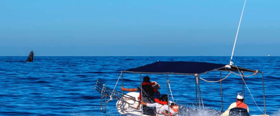 Los Cabos: Whale Watching by Glass Bottom Boat - Key Points at a Glance