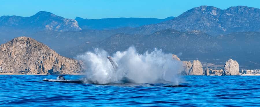 Los Cabos: Whale Watching by Glass Bottom Boat - Whale Migration in Los Cabos: Why December to April Matters