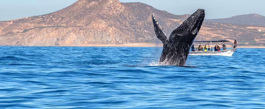 Los Cabos: Whale Watching by Glass Bottom Boat - Meeting at I Love Los Cabos Tours and the Arch Stop