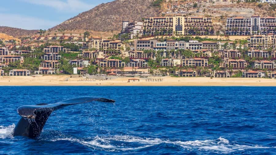 Los Cabos: Whale Watching by Glass Bottom Boat - Two Hours of Whale Watching in Cabo San Lucas Bay