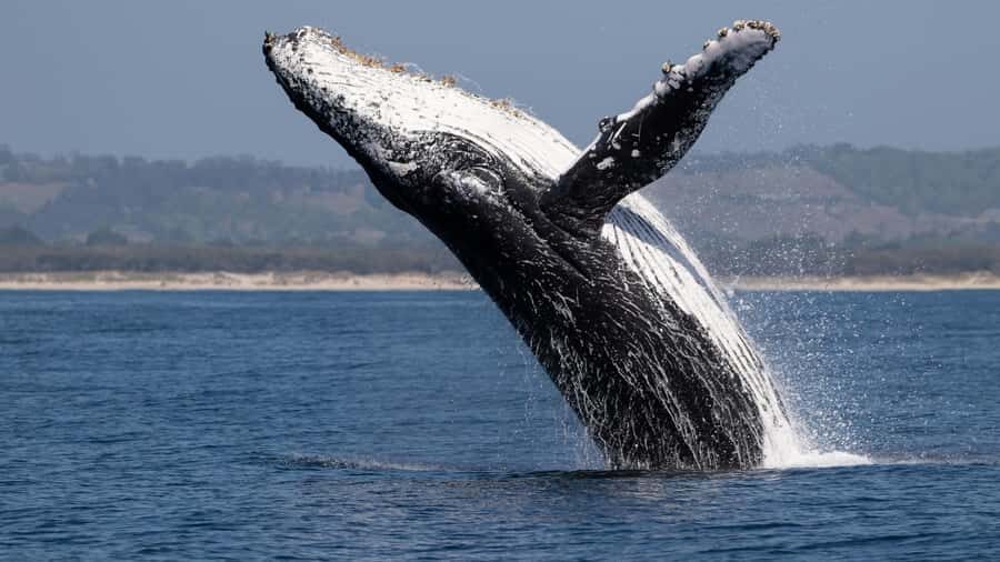 Los Cabos: Whale Watching by Glass Bottom Boat - What’s Included (and What You Should Plan to Bring)