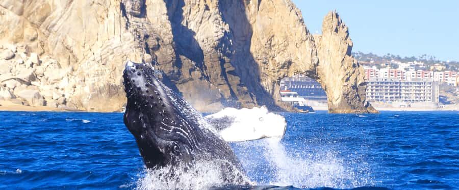 Los Cabos: Whale Watching by Glass Bottom Boat - Who Should Book This Tour (And Who Might Feel Frustrated)