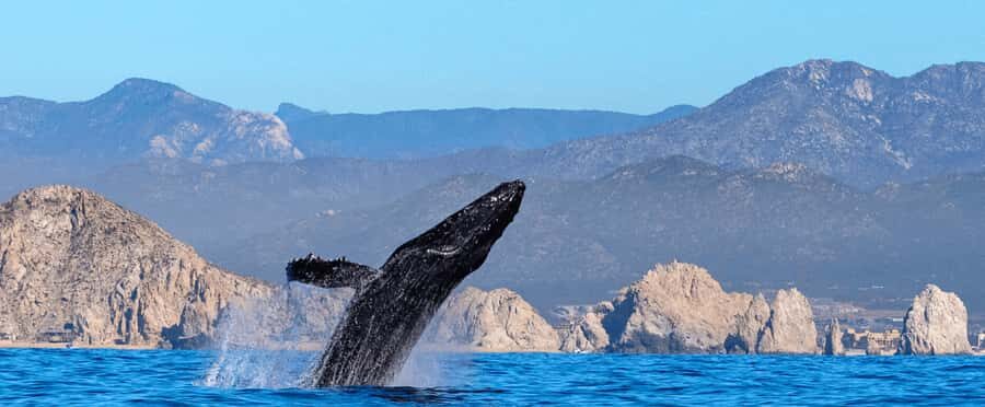 Los Cabos: Whale Watching by Glass Bottom Boat - Glass-Bottom Boat Reality Check (So You Get the Underwater View)