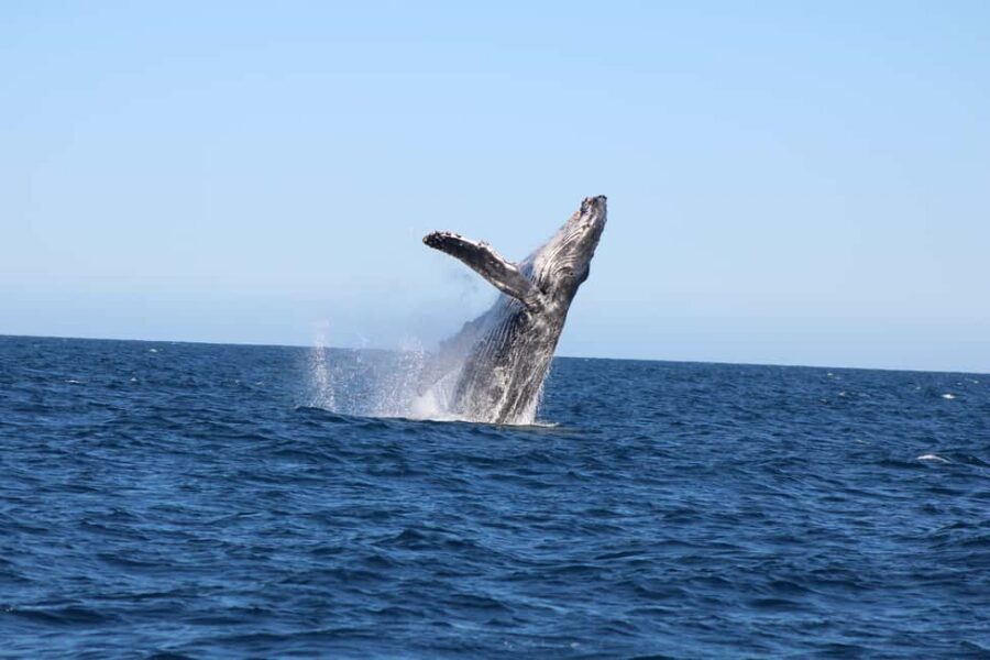 Los Cabos: Whale Watching Safari & Free time at Lovers Beach - Key things I’d circle before you go