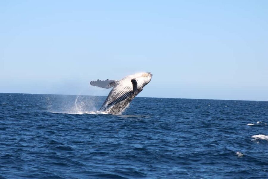 Los Cabos: Whale Watching Safari & Free time at Lovers Beach - Getting to the water: La Terminal de Cabo and quick coastal momentum