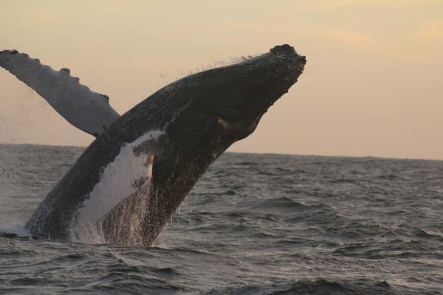 Los Cabos: Whale Watching Safari & Free time at Lovers Beach - What you can expect to see: humpbacks, calves, and more