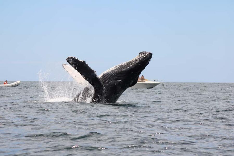 Los Cabos: Whale Watching Safari & Free time at Lovers Beach - Lovers Beach: why the “free time” matters