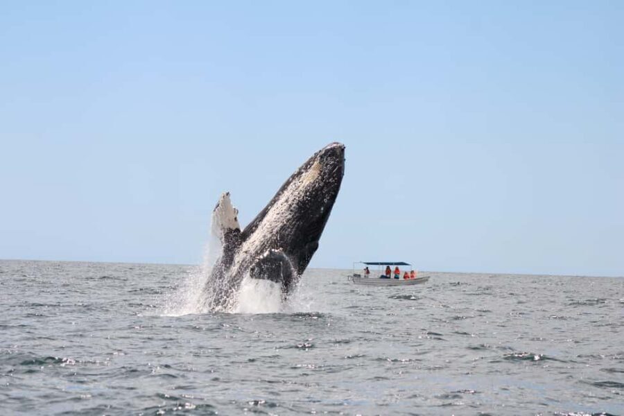 Los Cabos: Whale Watching Safari & Free time at Lovers Beach - Included extras that make a real difference at sea