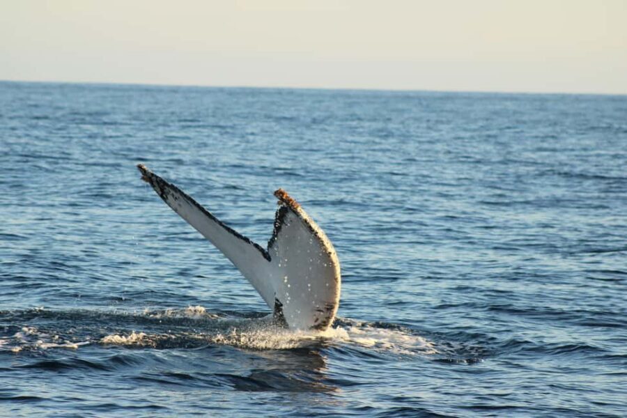 Los Cabos: Whale Watching Safari & Free time at Lovers Beach - Who this tour suits best (and who should skip it)