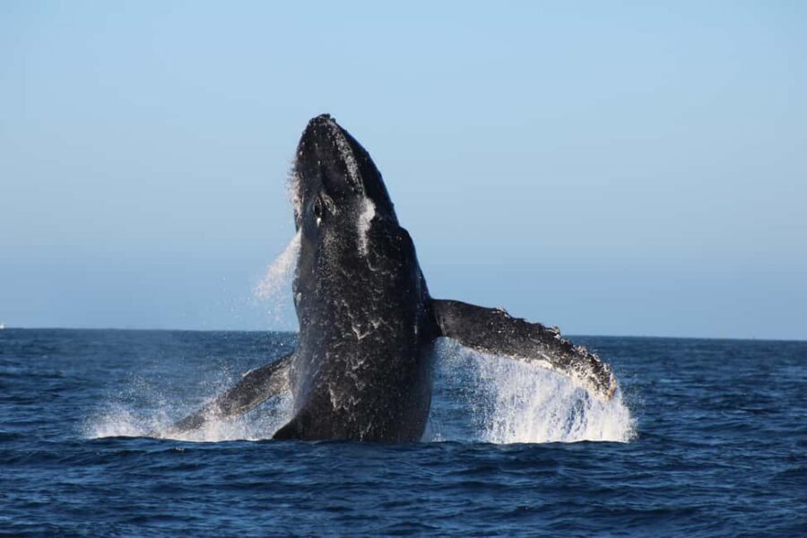 Los Cabos: Whale Watching Safari & Free time at Lovers Beach - The panga whale safari: how you actually find whales