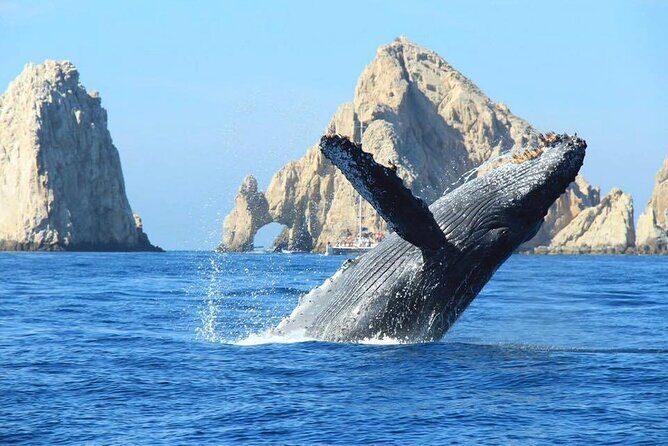 Los Cabos Whale Watching & Snorkel Adventure with Food & Drinks - Meeting at C Dock: how to make the start easy