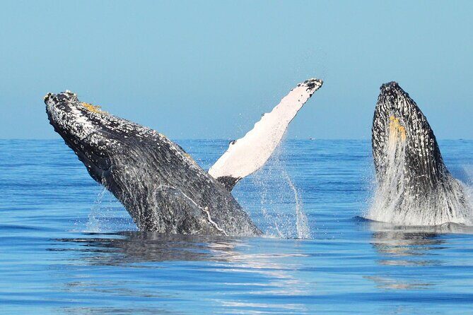Los Cabos Whale Watching & Snorkel Adventure with Food & Drinks - Arch of Cabo San Lucas first: photos, cruising, then whale search