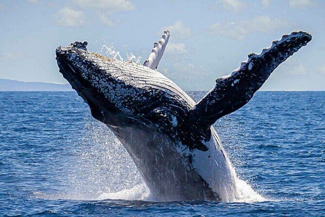 Los Cabos Whale Watching & Snorkel Adventure with Food & Drinks - Whale watching expectations: what can make or break the day