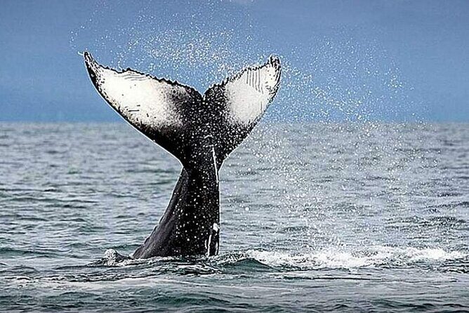 Los Cabos Whale Watching & Snorkel Adventure with Food & Drinks - The crew vibe: safety, pace, and helping families