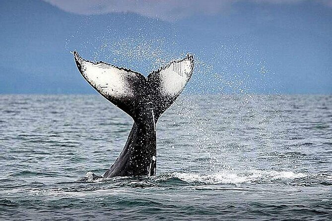 Los Cabos Whale Watching & Snorkel Adventure with Food & Drinks - Price and value: what you’re paying for at $999 per group