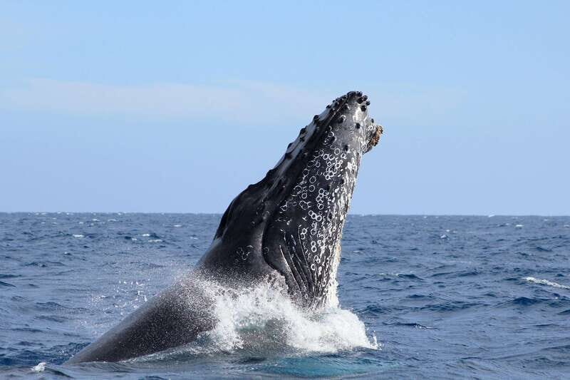Los Cabos: Whale Watching (Transport and Pictures Included) - Key highlights worth getting excited about